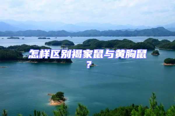 怎樣區(qū)別褐家鼠與黃胸鼠?