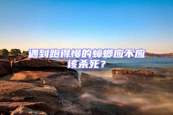 遇到跑得慢的蟑螂應(yīng)不應(yīng)該殺死?