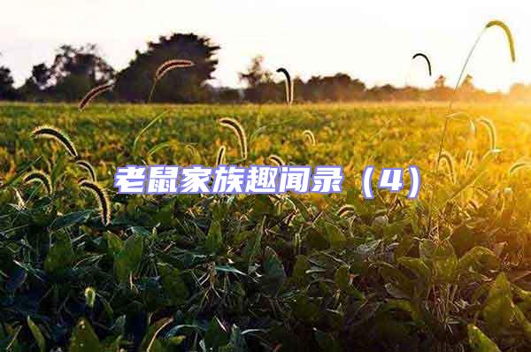 老鼠家族趣聞錄(4)