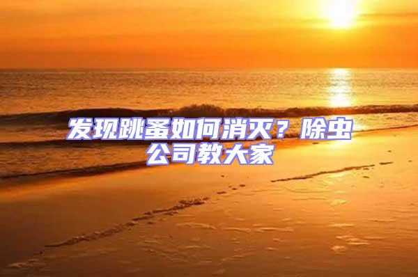 發現跳蚤如何消滅?除蟲公司教大家