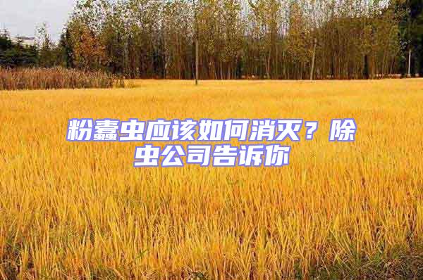 粉蠹蟲應(yīng)該如何消滅?除蟲公司告訴你