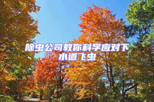 除蟲公司教你科學(xué)應(yīng)對(duì)下水道飛蟲