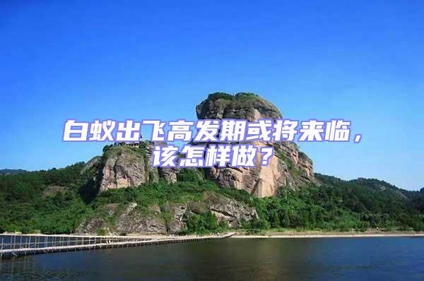 白蟻出飛高發期或將來臨,該怎樣做?