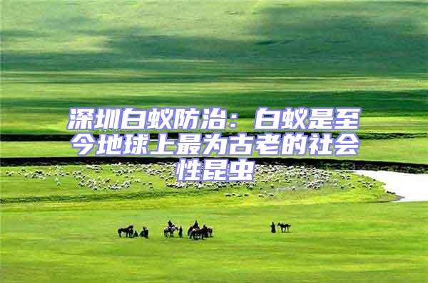 深圳白蟻防治:白蟻是至今地球上最為古老的社會(huì)性昆蟲