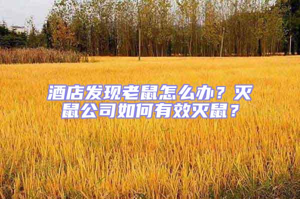酒店發現老鼠怎么辦?滅鼠公司如何有效滅鼠?