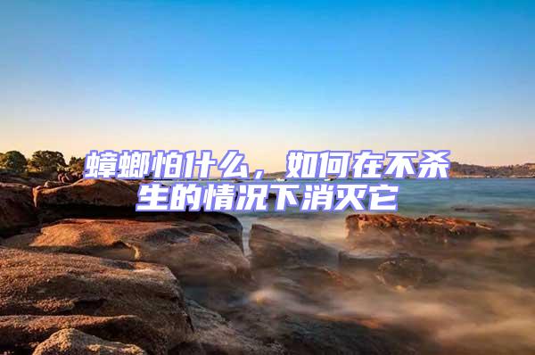 蟑螂怕什么,如何在不殺生的情況下消滅它