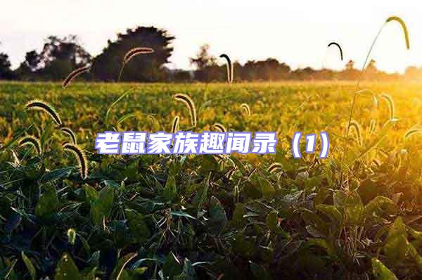 老鼠家族趣聞錄(1)