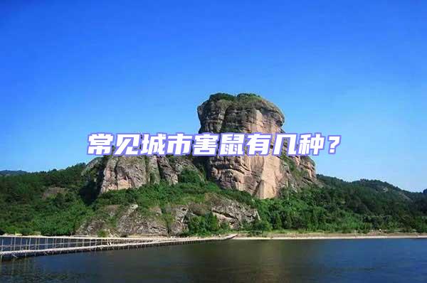 常見城市害鼠有幾種?