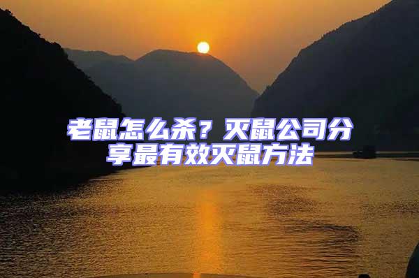 老鼠怎么殺?滅鼠公司分享最有效滅鼠方法