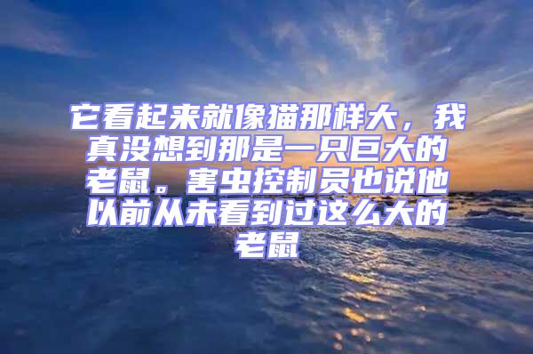 它看起來就像貓那樣大,我真沒想到那是一只巨大的老鼠。害蟲控制員也說他以前從未看到過這么大的老鼠