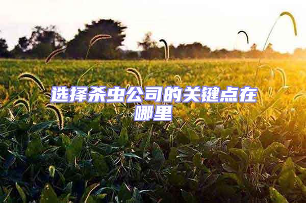 選擇殺蟲公司的關(guān)鍵點在哪里