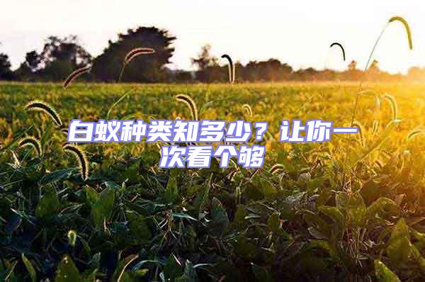 白蟻種類知多少?讓你一次看個夠