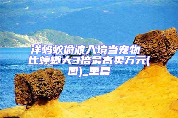洋螞蟻偷渡入境當(dāng)寵物 比蟑螂大3倍最高賣(mài)萬(wàn)元(圖)_重復(fù)