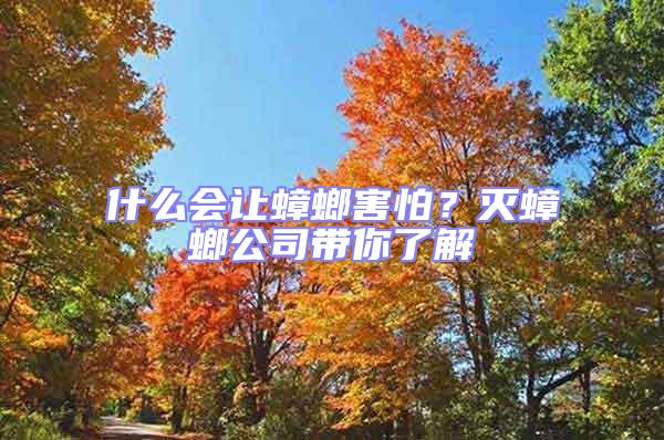什么會(huì)讓蟑螂害怕？滅蟑螂公司帶你了解