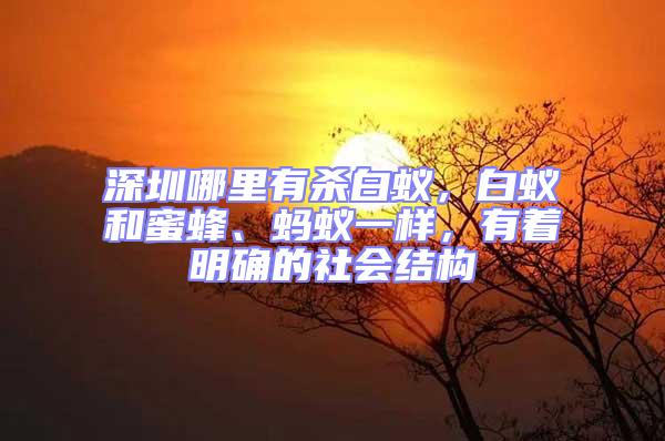 深圳哪里有殺白蟻,白蟻和蜜蜂、螞蟻一樣,有著明確的社會(huì)結(jié)構(gòu)