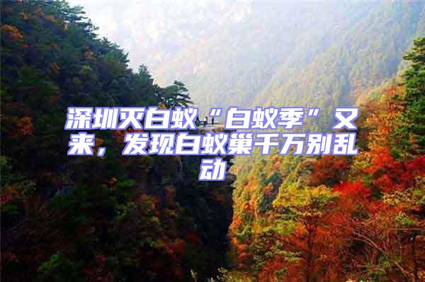 深圳滅白蟻“白蟻季”又來，發現白蟻巢千萬別亂動