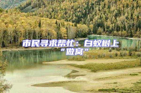 市民尋求幫忙:白蟻樹上“做窩”
