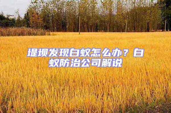 堤壩發現白蟻怎么辦？白蟻防治公司解說
