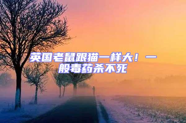 英國老鼠跟貓一樣大!一般毒藥殺不死