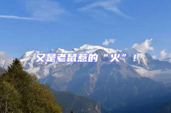 又是老鼠惹的“火”!