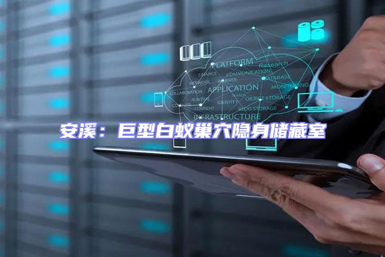 安溪:巨型白蟻巢穴隱身儲(chǔ)藏室