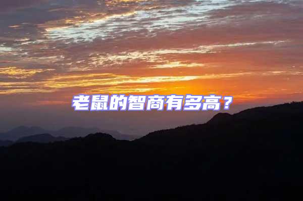 老鼠的智商有多高?