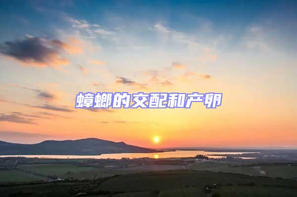 蟑螂的交配和產(chǎn)卵