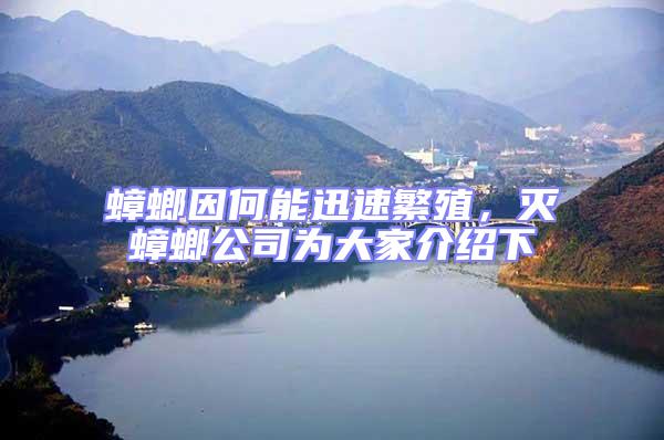 蟑螂因何能迅速繁殖,滅蟑螂公司為大家介紹下