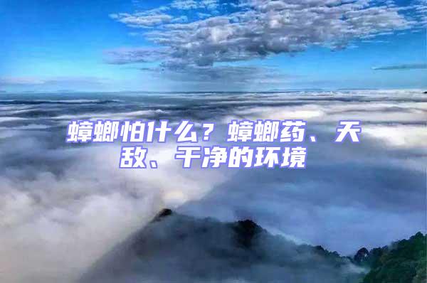 蟑螂怕什么？蟑螂藥、天敵、干凈的環境