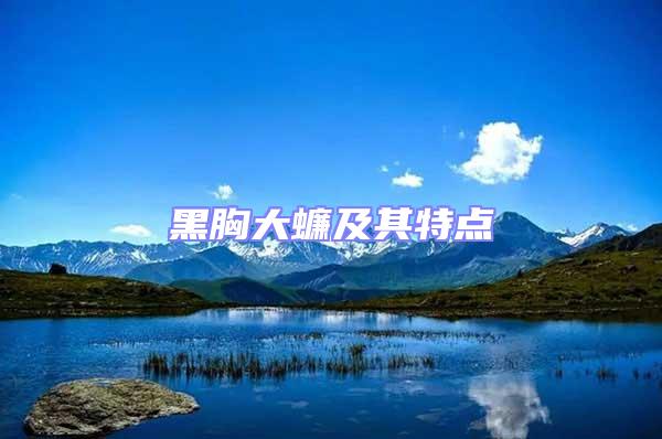 黑胸大蠊及其特點(diǎn)