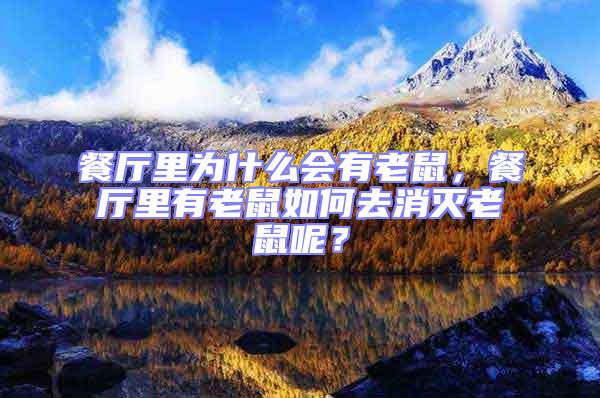 餐廳里為什么會有老鼠，餐廳里有老鼠如何去消滅老鼠呢？