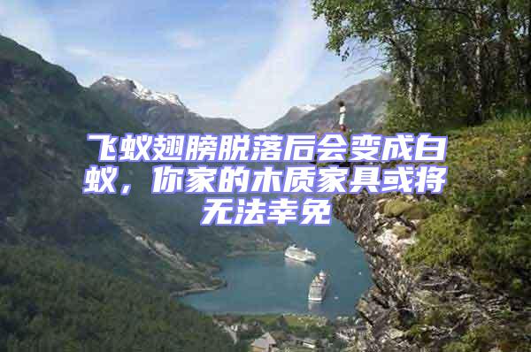 飛蟻翅膀脫落后會變成白蟻,你家的木質家具或將無法幸免