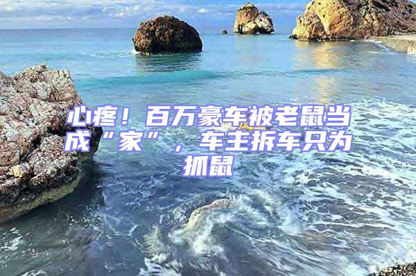 心疼!百萬豪車被老鼠當成“家”,車主拆車只為抓鼠
