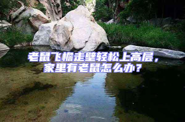 老鼠飛檐走壁輕松上高層,家里有老鼠怎么辦?