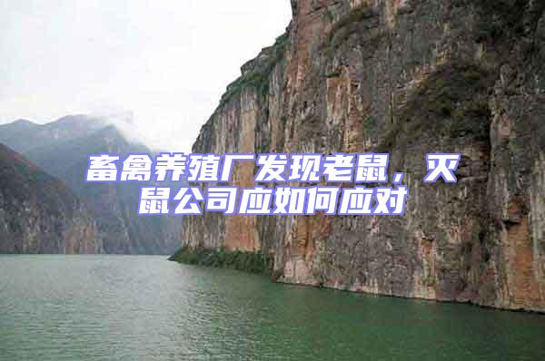 畜禽養(yǎng)殖廠發(fā)現(xiàn)老鼠,滅鼠公司應(yīng)如何應(yīng)對