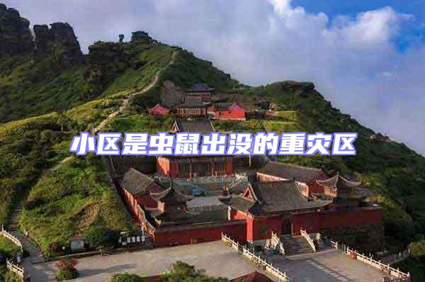 小區(qū)是蟲(chóng)鼠出沒(méi)的重災(zāi)區(qū)
