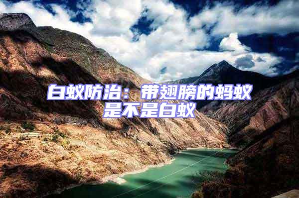 白蟻防治:帶翅膀的螞蟻是不是白蟻