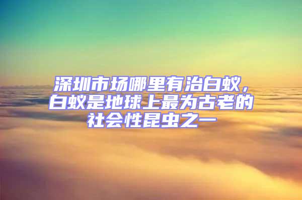 深圳市場哪里有治白蟻,白蟻是地球上最為古老的社會性昆蟲之一