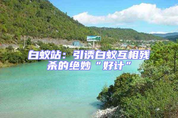 白蟻站:引誘白蟻互相殘殺的絕妙“好計”