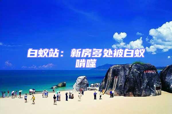 白蟻站:新房多處被白蟻啃噬