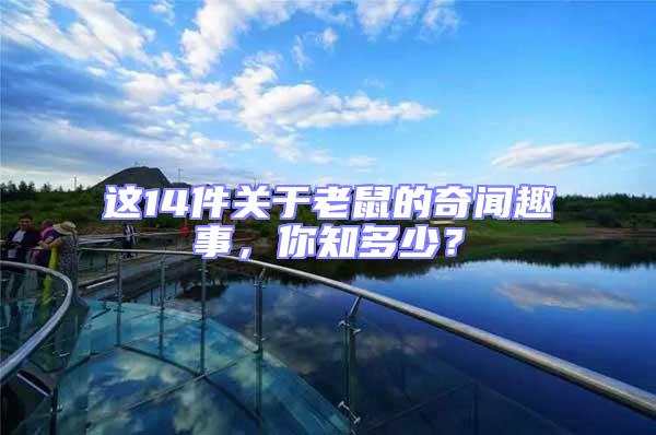 這14件關于老鼠的奇聞趣事,你知多少?