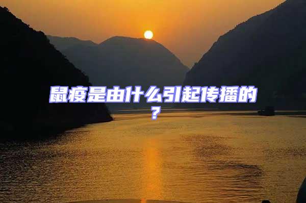 鼠疫是由什么引起傳播的?