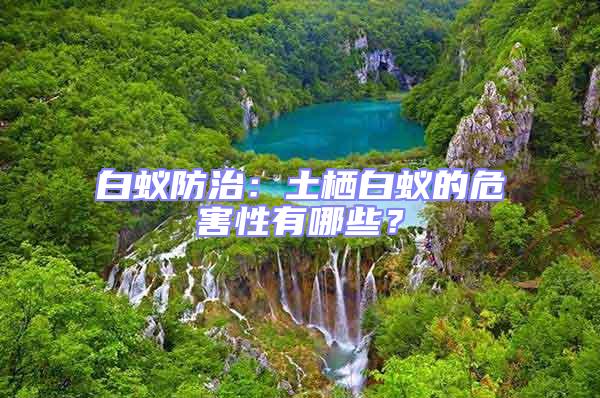 白蟻防治:土棲白蟻的危害性有哪些?