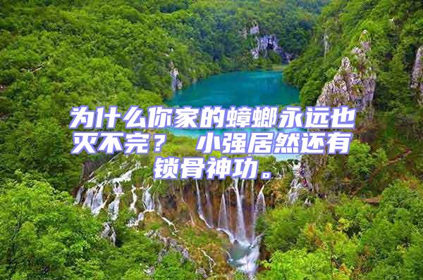 為什么你家的蟑螂永遠也滅不完? 小強居然還有鎖骨神功。