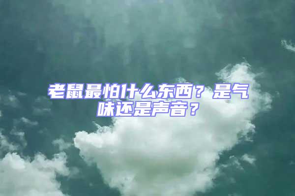 老鼠最怕什么東西?是氣味還是聲音?
