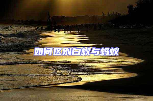 如何區(qū)別白蟻與螞蟻