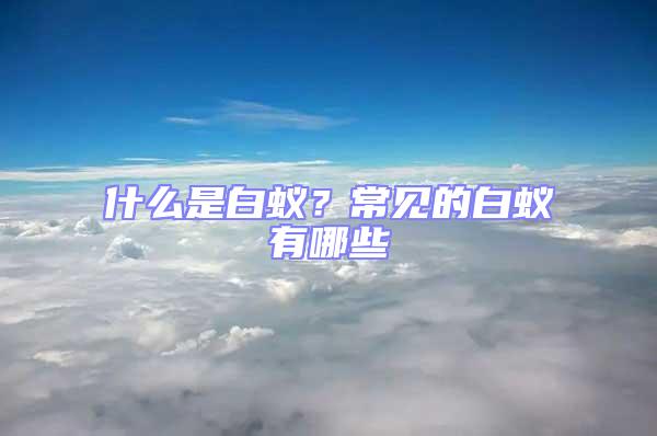 什么是白蟻?常見的白蟻有哪些