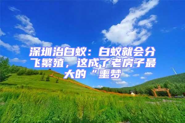 深圳治白蟻：白蟻就會分飛繁殖，這成了老房子最大的“噩夢