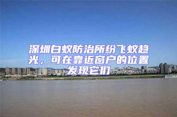 深圳白蟻防治所紛飛蟻趨光,可在靠近窗戶的位置發現它們