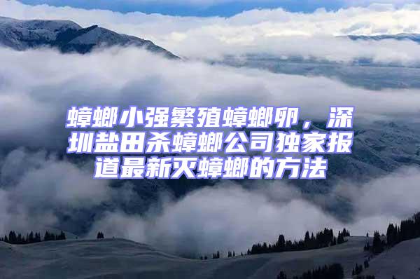 蟑螂小強繁殖蟑螂卵,深圳鹽田殺蟑螂公司獨家報道最新滅蟑螂的方法